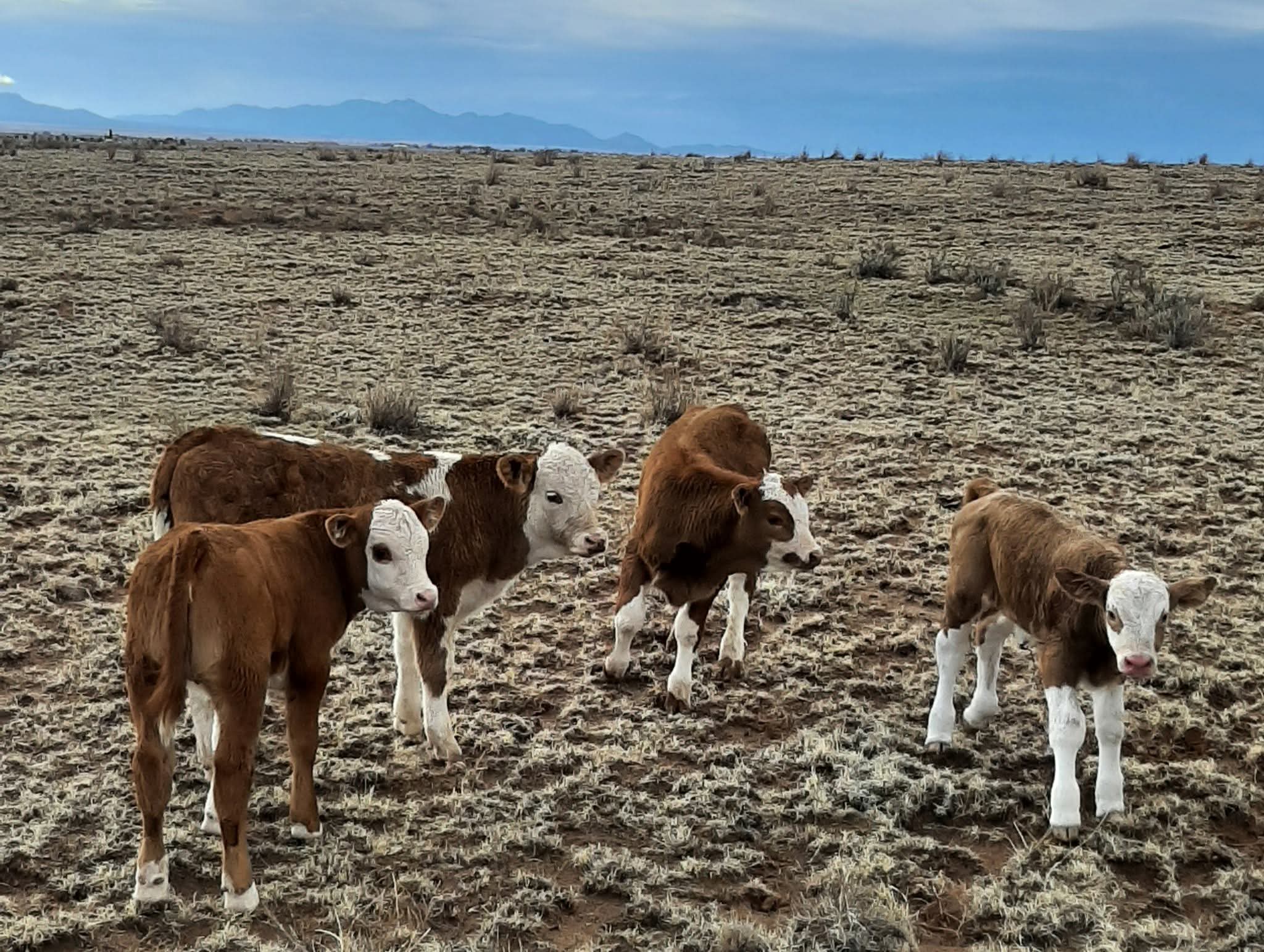 Vogt Cattle